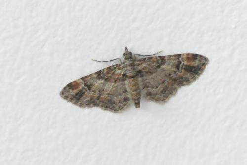 Gymnoscelis rufifasciata